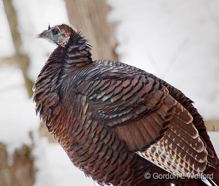 Wild Turkey_24324.jpg - Wild Turkey (Meleagris gallopavo) photographed near Greely, Ontario, Canada.